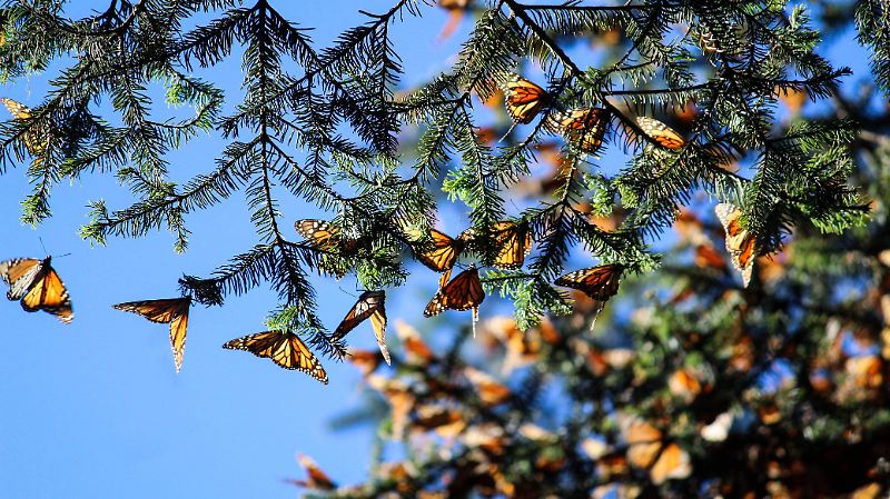 mariposa monarca reserva